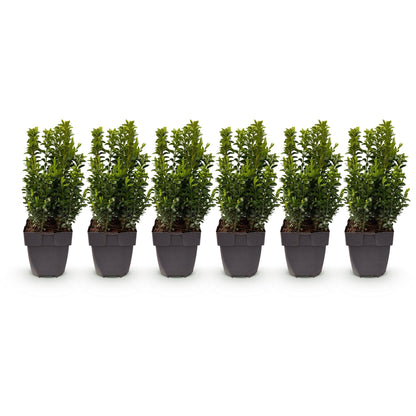 Buxus sempervirens : lot de 6 plantes en pot de 17 cm, hauteur 45 cm, sur fond blanc uni.
