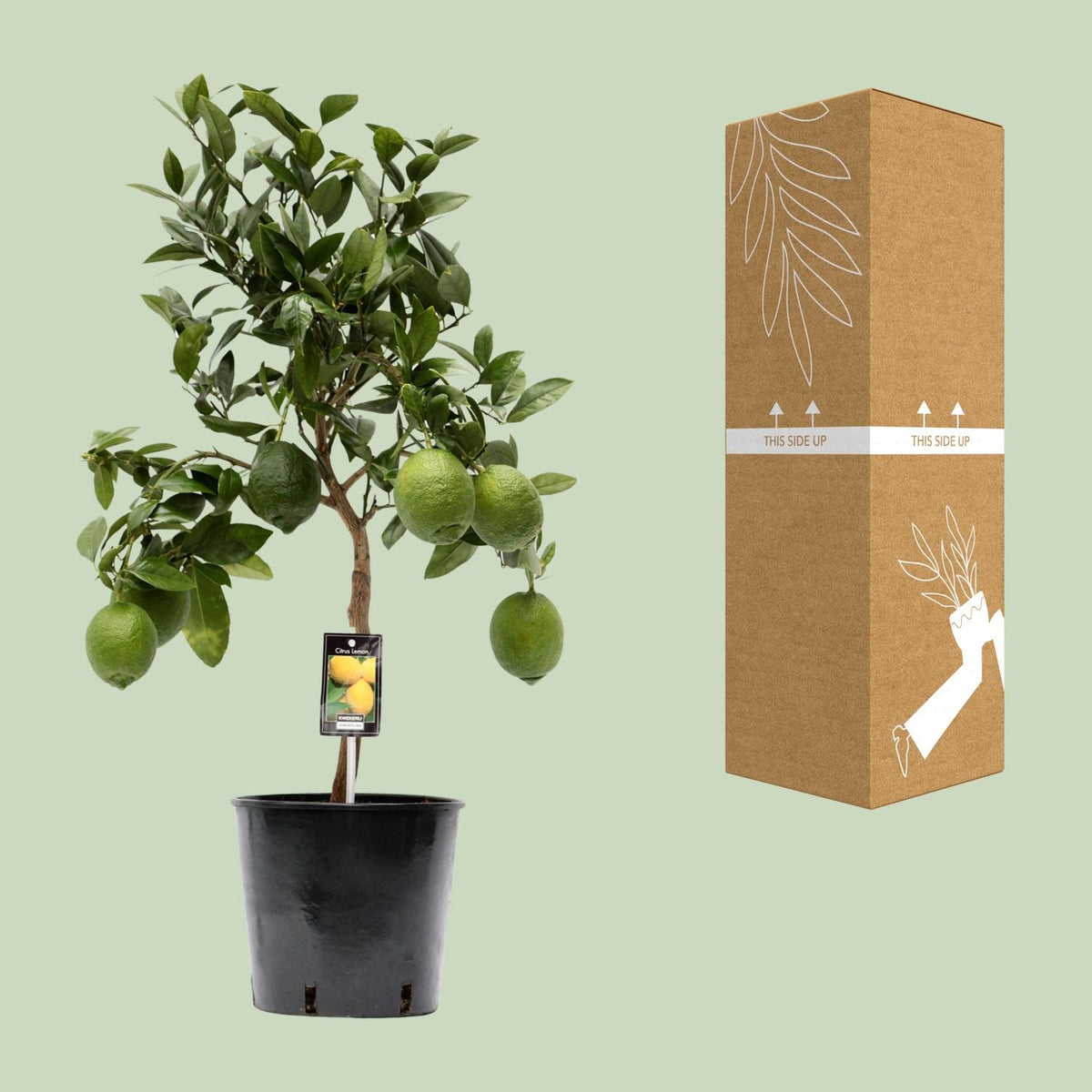 Citronnier à côté de son carton de livraison renforcé, expédié par notre producteur partenaire