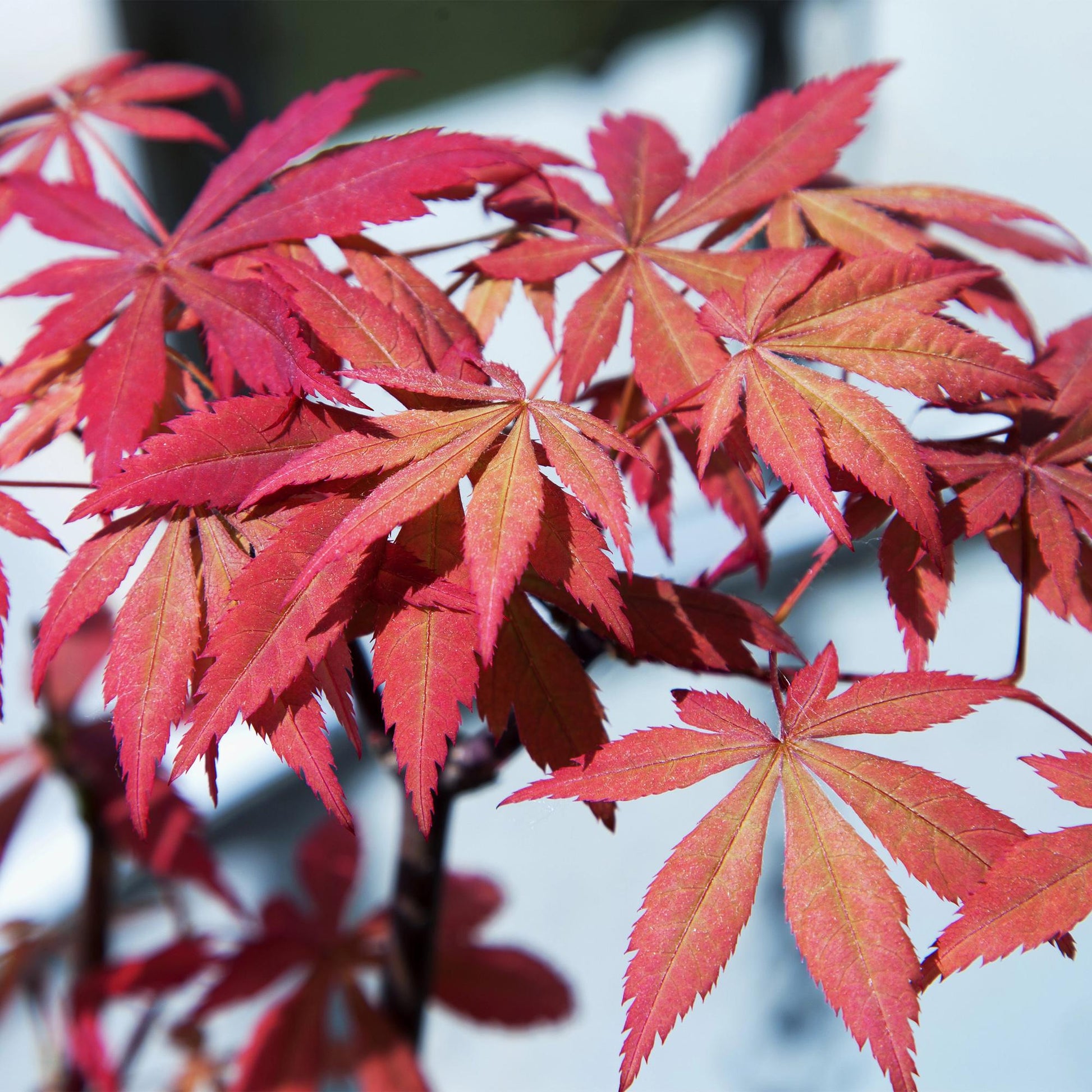 Érable japonais Acer palmatum Sumi-nagashi, gros plan sur ses feuilles palmées d'un rouge flamboyant, capturant sa couleur intense.