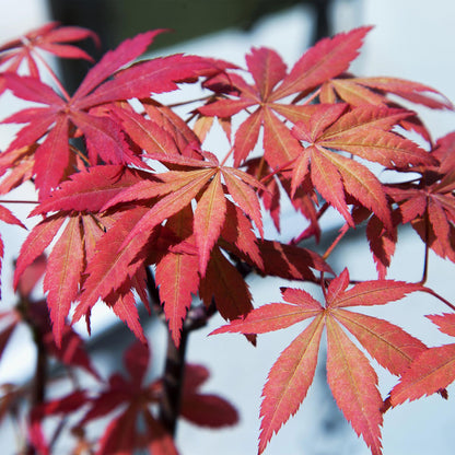 Érable japonais Acer palmatum Sumi-nagashi, gros plan sur ses feuilles palmées d'un rouge flamboyant, capturant sa couleur intense.