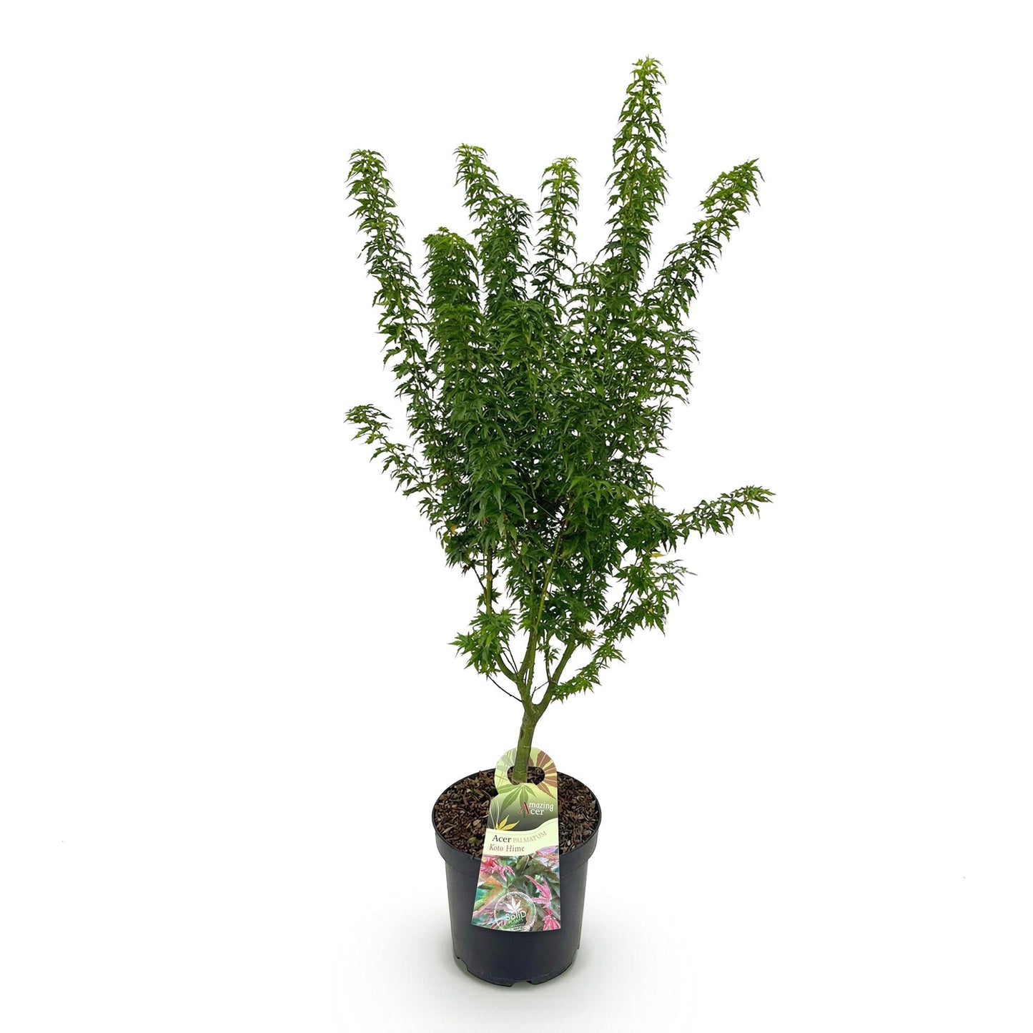 Acer palmatum Koto Hime. Érable japonais caduc en pot de 26 cm, d'une hauteur de 90 cm sur fond blanc.