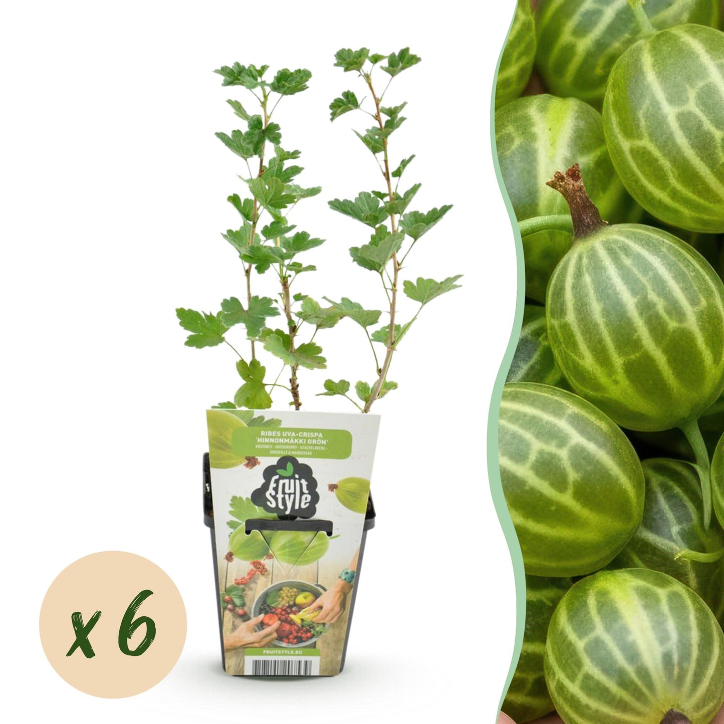 Groseillier Hinnonmaki Grun : 6 jeunes plants en pot avec une pastille 'x6' indiquant la quantité du lot, et des groseilles vertes en arrièr