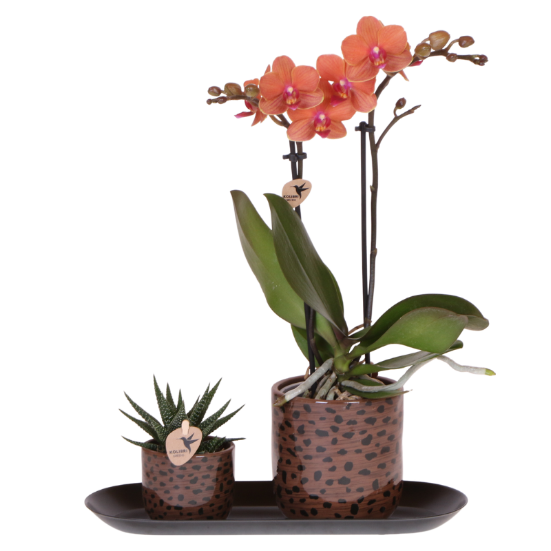 Orchidée Phalaenopsis orange en pot