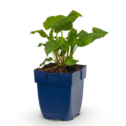 Renouée Persicaria ampl. Alba, jeune plant en pot bleu sur fond blanc. Feuillage vert vif et terreau visible.