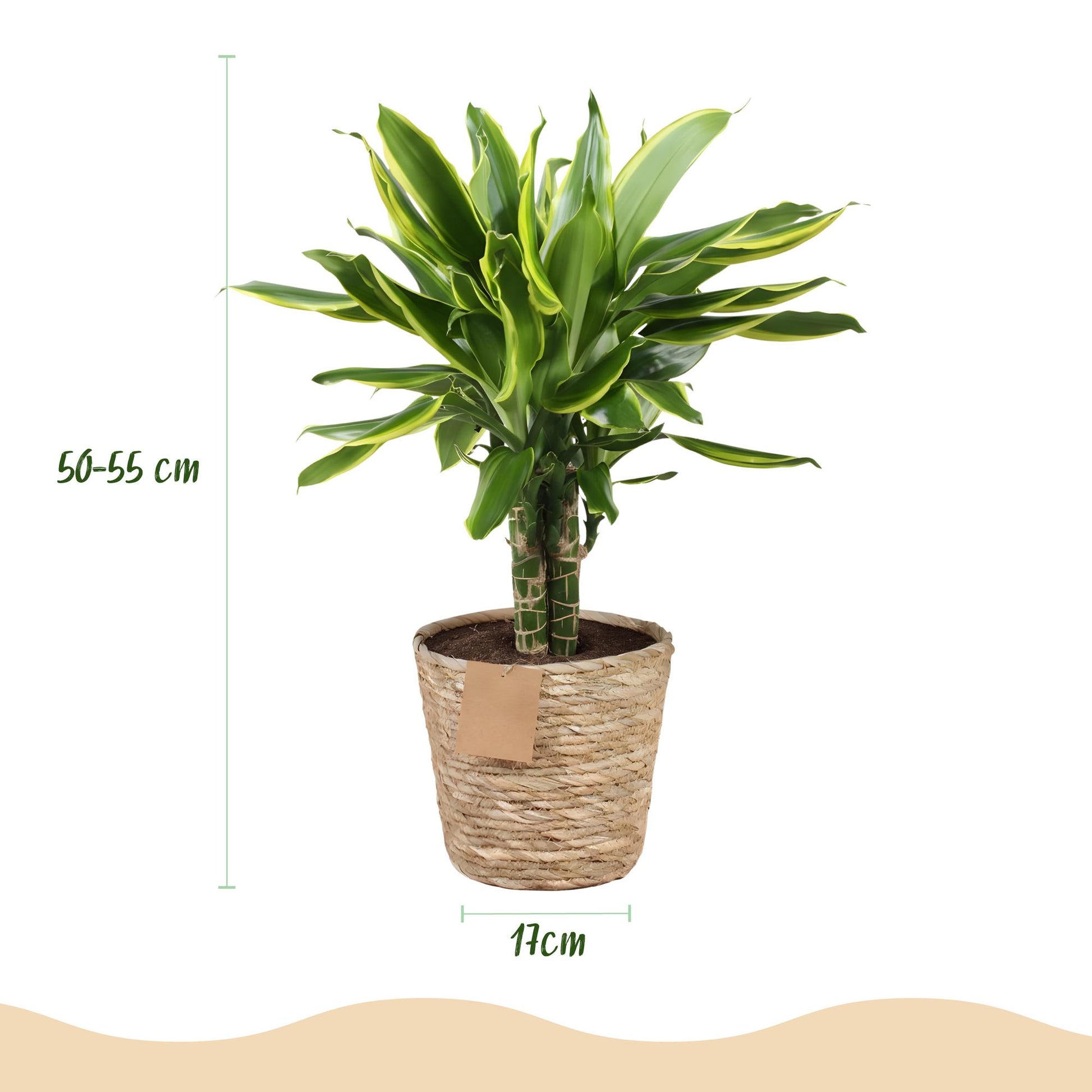 Plantes d'intérieur - Dracaena fragrans Golden Coast - Arbre de dragon - Peu d'entretien - avec panier - Panaché - 1 Plante - Pot 17cm - Hauteur 50-55cm