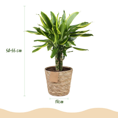Plantes d'intérieur - Dracaena fragrans Golden Coast - Arbre de dragon - Peu d'entretien - avec panier - Panaché - 1 Plante - Pot 17cm - Hauteur 50-55cm