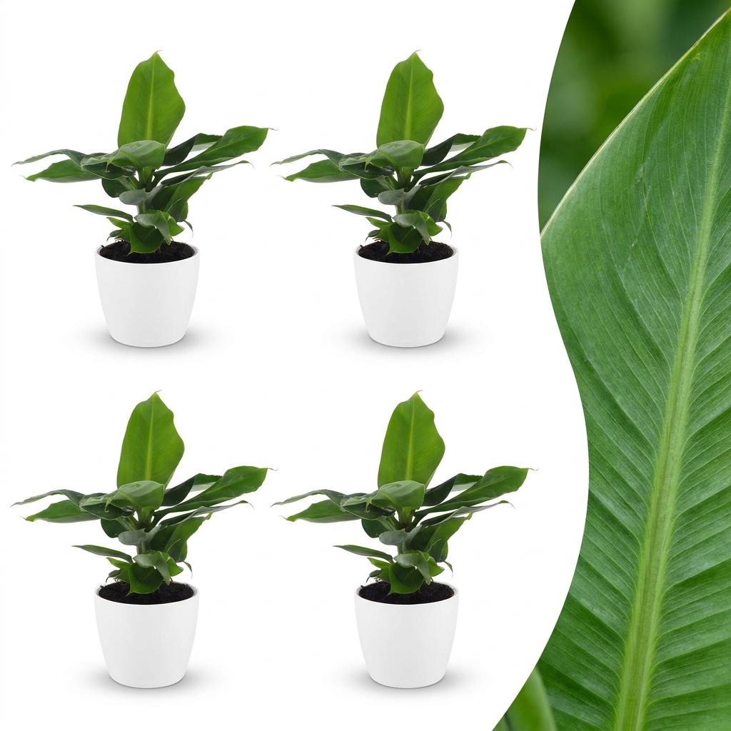 Quatre petits bananiers nains orientaux avec des feuilles vertes luxuriantes dans des pots blancs