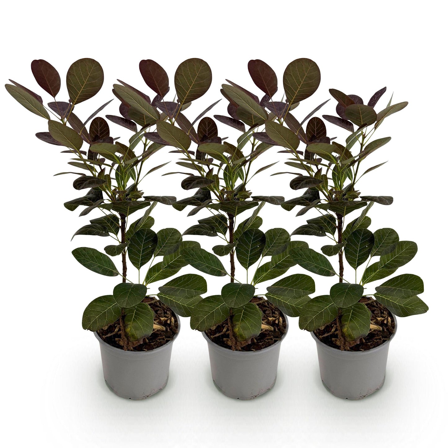 Cotinus coggyria Royal Purple. Trois plants de l'arbre à perruques aux feuilles pourpres, chacun dans un pot gris sur fond blanc.