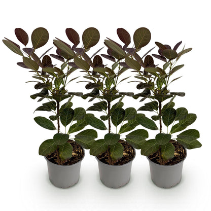 Cotinus coggyria Royal Purple. Trois plants de l'arbre à perruques aux feuilles pourpres, chacun dans un pot gris sur fond blanc.