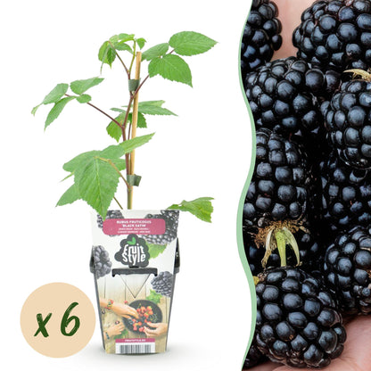 Ronce Rubus Black Satin : un jeune plant en pot accompagné d'une pastille "x6" indiquant la quantité et une image de mûres juteuses.
