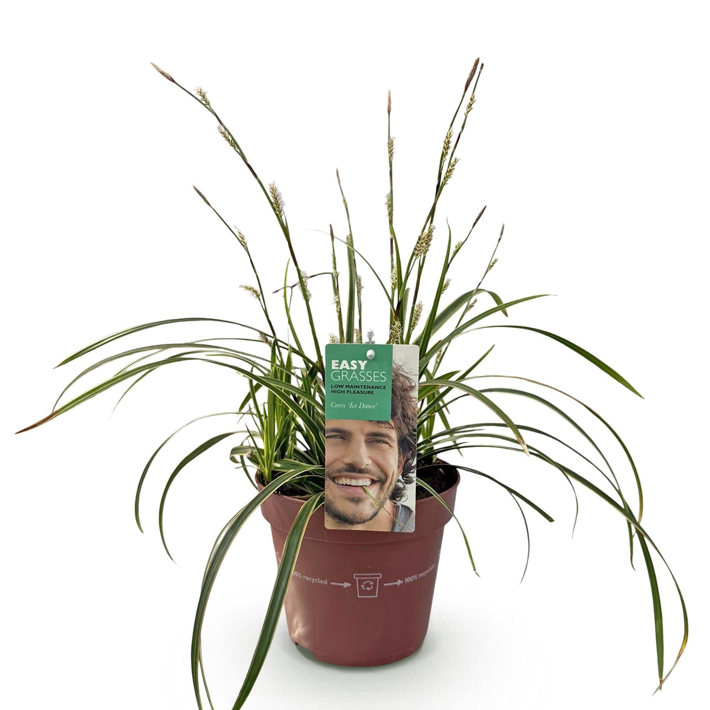 Carex morrowii Ice Dance en pot de 17 cm, prêt à être planté. Cette graminée ornementale offre un feuillage persistant blanc et vert.