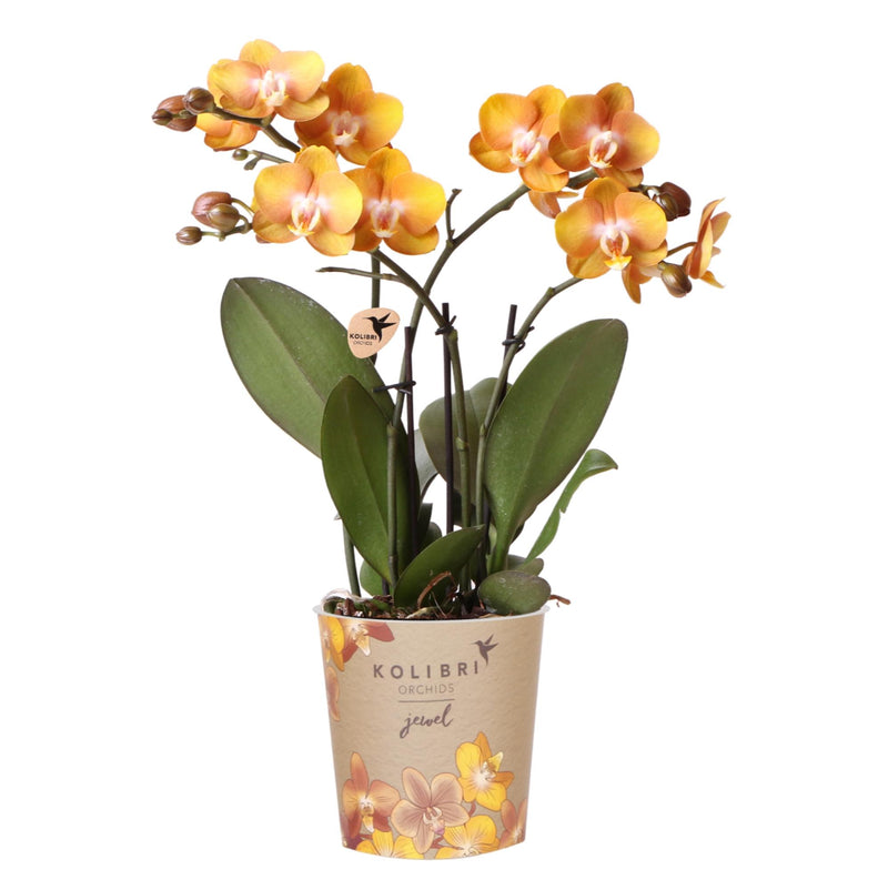 Orchidée Phalaenopsis 'Jewel Las Vegas' orange (Phalaenopsis) - Pot 12 cm