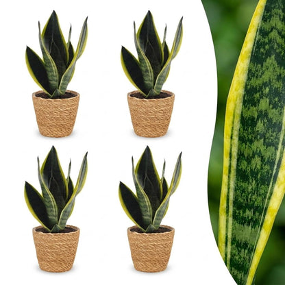 Quatre Sansevieria Futura Superba avec des feuilles vertes foncées et un rebord jaune vif, plantées dans des cache-pots panier en osier