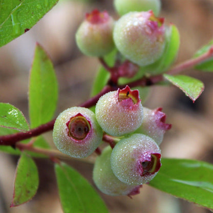 Vaccinium cor. Pink Lemonade. Gros plan de jeunes baies de myrtille rose couvertes de petites gouttelettes d'eau, sur une branche feuillue.