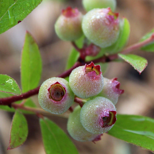 Vaccinium cor. Pink Lemonade. Gros plan de jeunes baies de myrtille rose couvertes de petites gouttelettes d'eau, sur une branche feuillue.
