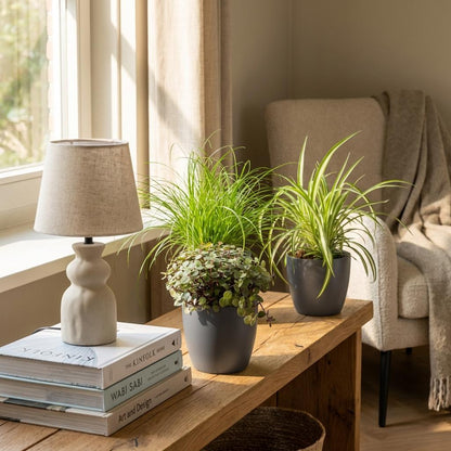 Plante d'intérieur - Cyperus - Calissia - Chlorophytum - Mix de 3 - Plantes Amies des Animaux - Vert - 3 Plantes - avec Pot Gris - Pot 12cm - Hauteur 20cm