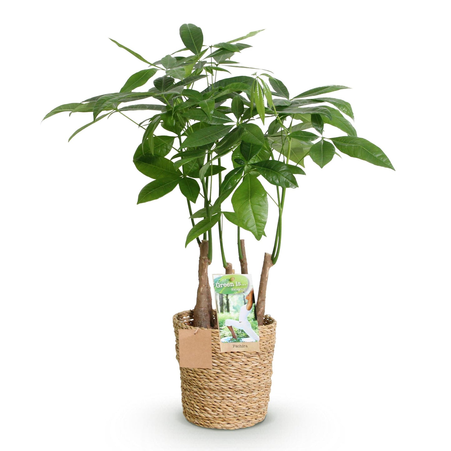 Plantes d'intérieur - Pachira Aquatica multi tronc - Arbre à monnaie - Peu d'entretien - avec panier - Vert - 1 Plante - Pot 17cm - Hauteur 50-55cm