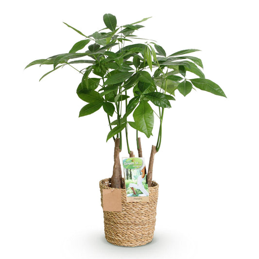 Le Pachira aquatica, arbre à argent, présente de jeunes tiges multiples avec un feuillage vert éclatant dans un panier tressé