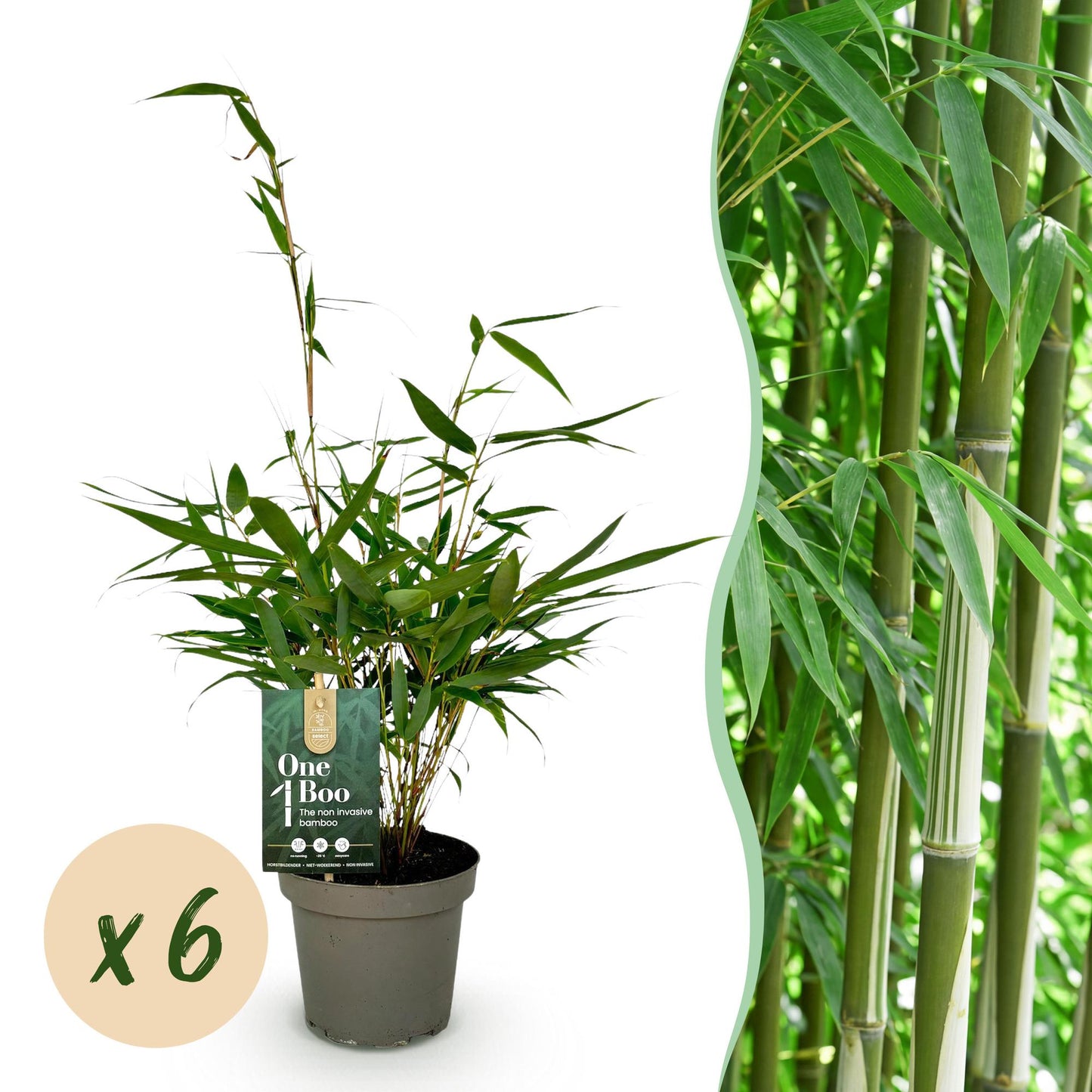 Fargesia robusta Pingwu : un jeune bambou non traçant en pot avec une étiquette, accompagné d'une pastille indiquant 'x6'.