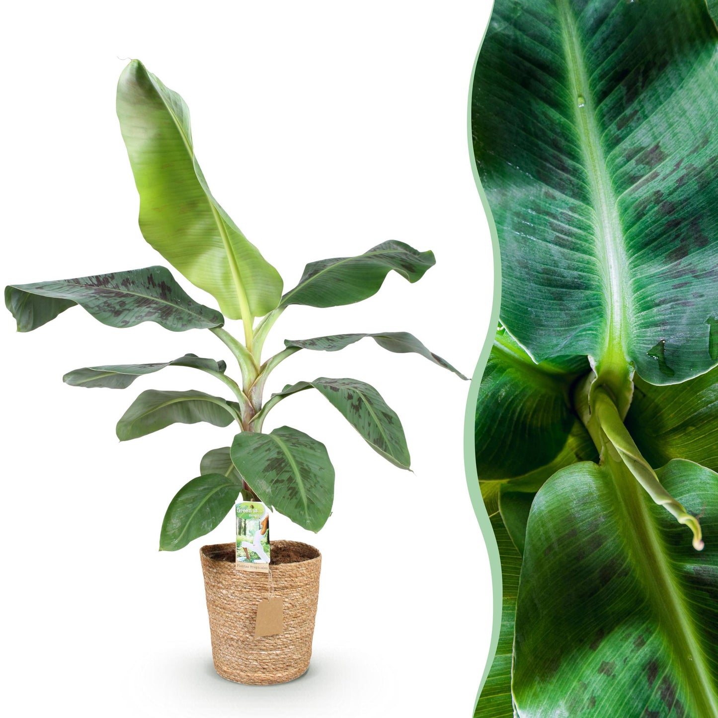 Une plante de banane Musa acuminata Nain Cavendish en pot, présentée dans un cache-pot panier tressé beige