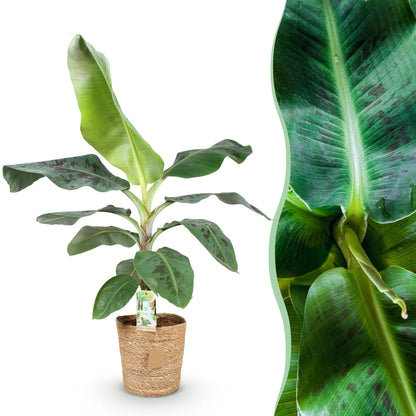 Une plante de banane Musa acuminata Nain Cavendish en pot, présentée dans un cache-pot panier tressé beige
