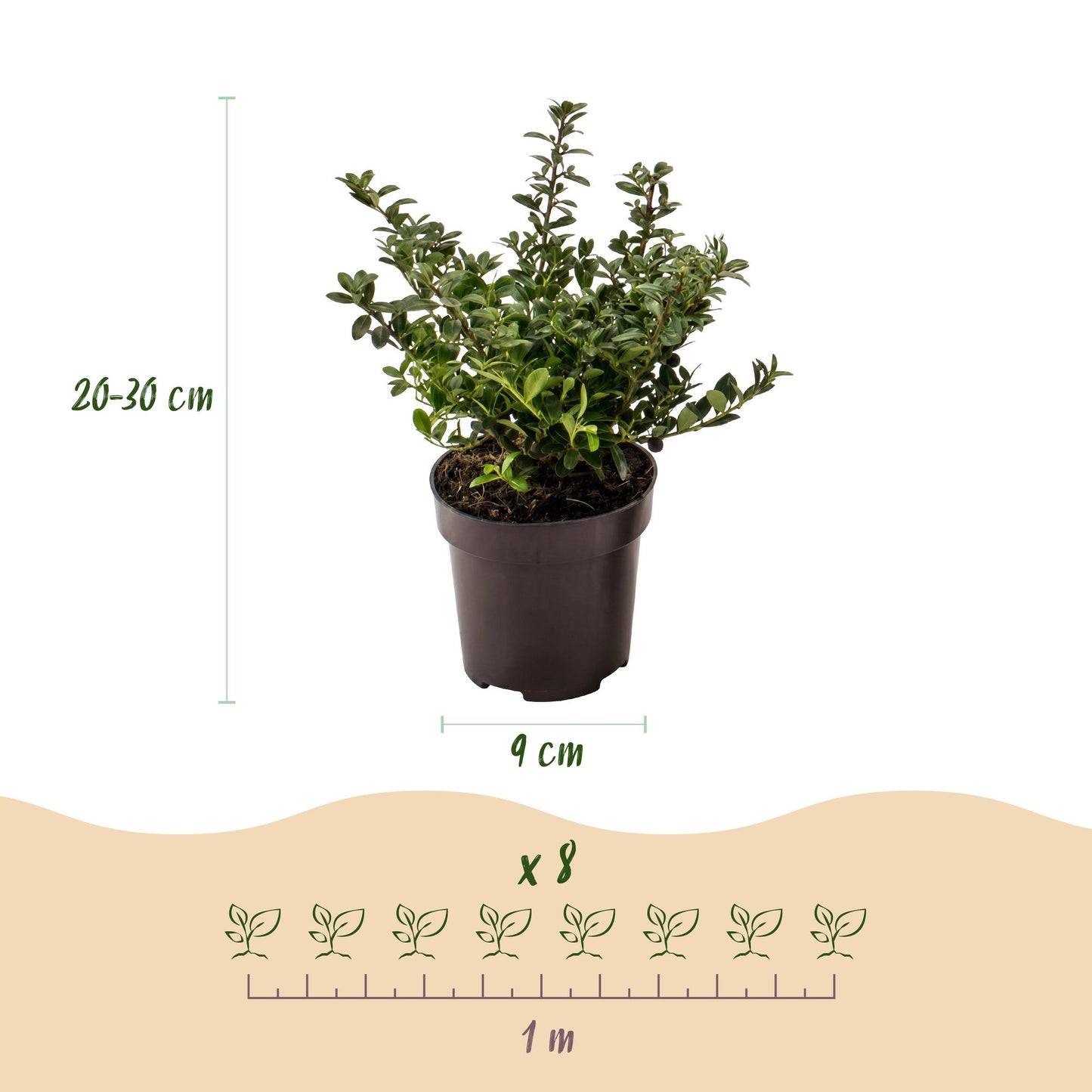 Ilex crenata Stokes : Schéma détaillant les dimensions d'un plant (20-30 cm de haut, pot de 9 cm) et l'espacement pour 8 plants (1 mètre).
