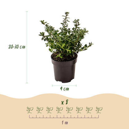 Ilex crenata Stokes : Schéma détaillant les dimensions d'un plant (20-30 cm de haut, pot de 9 cm) et l'espacement pour 8 plants (1 mètre).