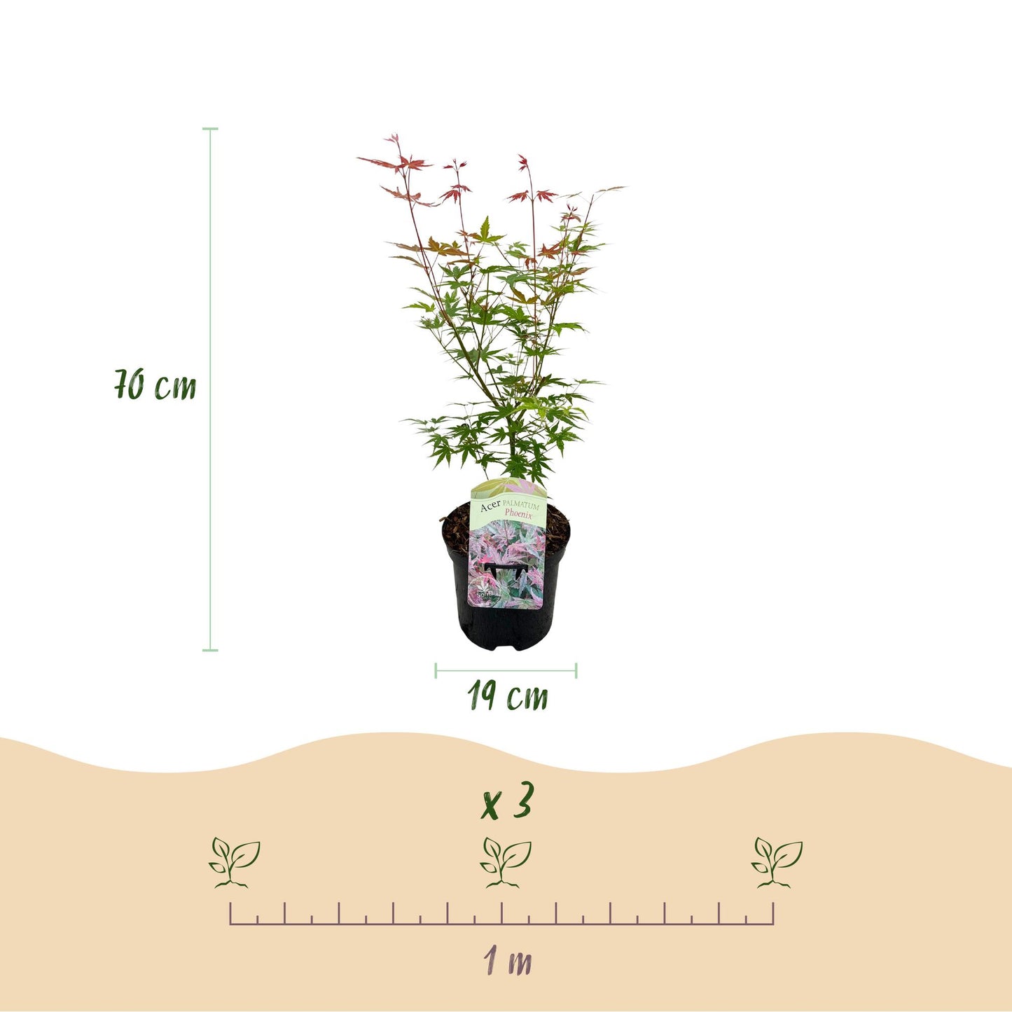 Érable du Japon Acer palmatum Phoenix. Schéma avec le plant et ses dimensions : hauteur 70 cm, pot de 19 cm. Indique l'espacement de 1 m ent