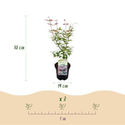 Érable du Japon Acer palmatum Phoenix. Schéma avec le plant et ses dimensions : hauteur 70 cm, pot de 19 cm. Indique l'espacement de 1 m ent