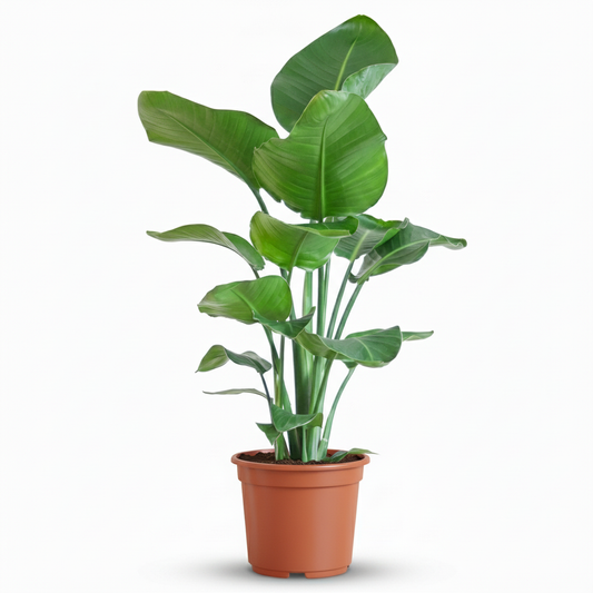 Strelitzia Nicolai Oiseau de paradis plante d'intérieur en pot de 19cm, hauteur 80-90cm