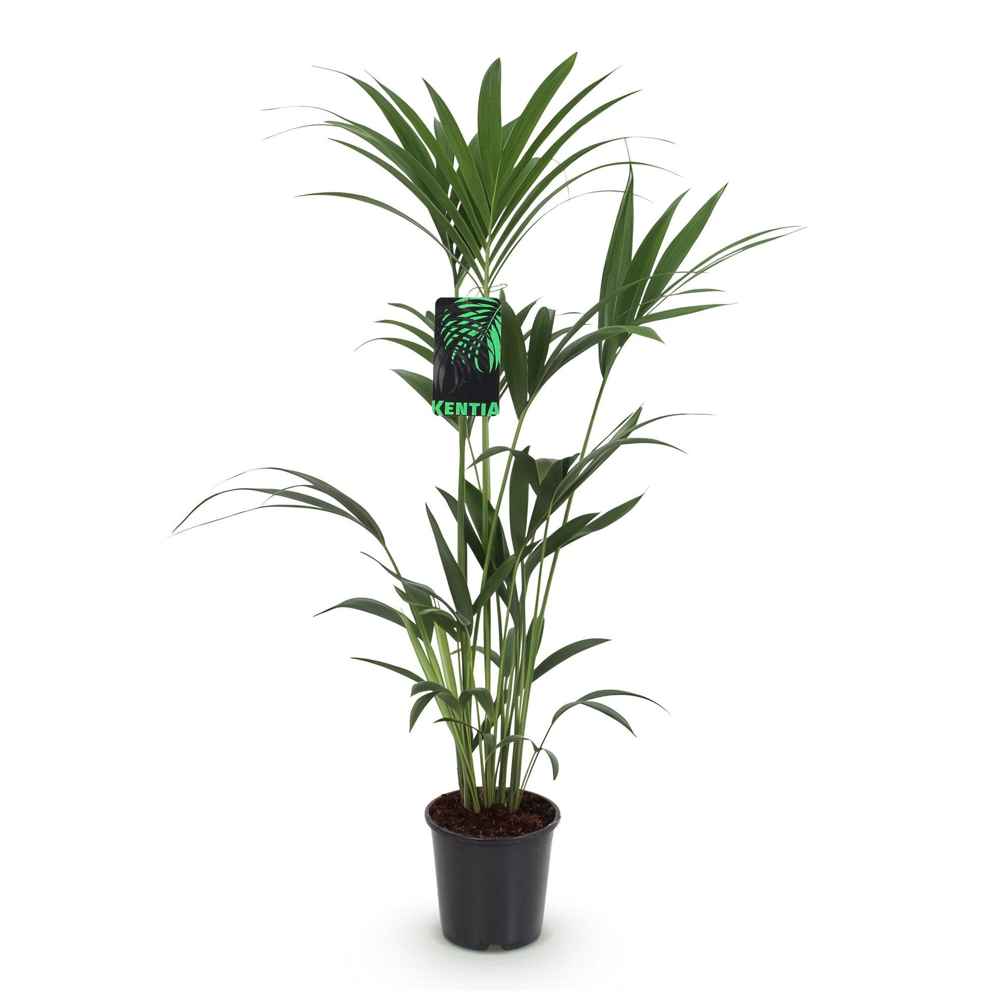 Un grand Kentia Palm aux feuilles vertes luxuriantes, poussant dans un pot de culture noir simple et élégant
