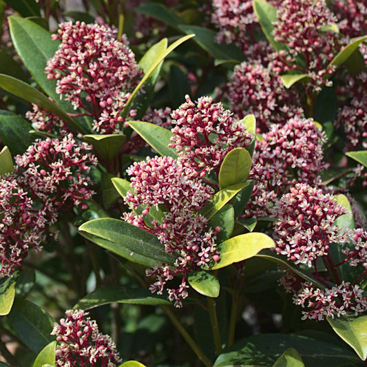 Skimmia 'Rubella' au jardin, Skimmia japonica