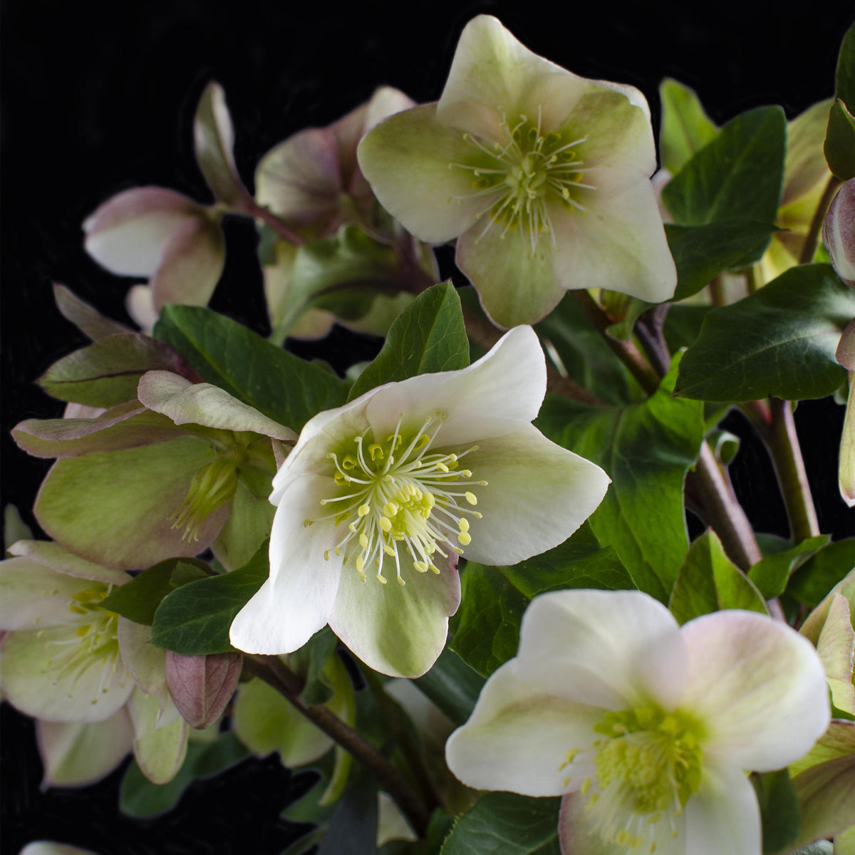 Hellébore 'Diamonfire' Helleborus x nigercors en pot de 19 cm, fleurs blanc crème verdâtre