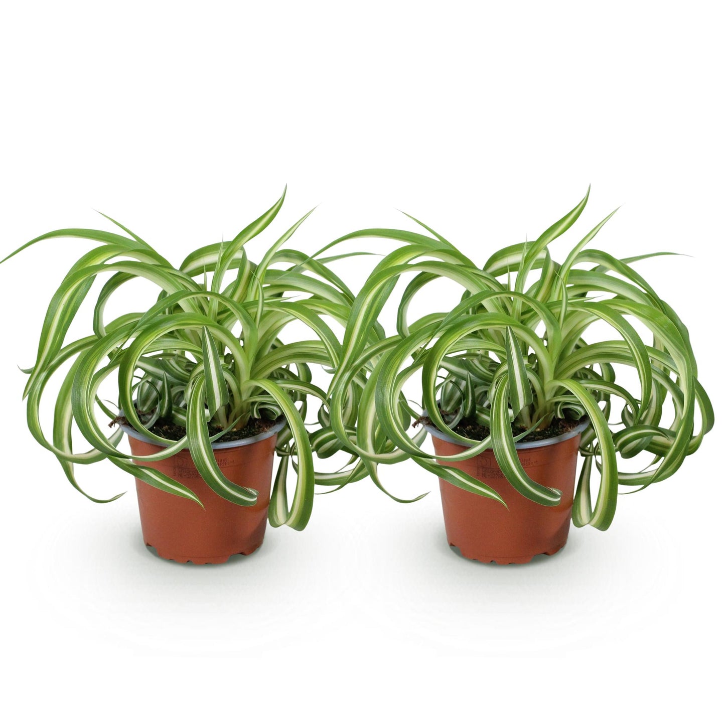 Deux Chlorophytum comosum Bonnie à feuilles vertes panachées de blanc et de forme ondulée, dans des pots de culture marron
