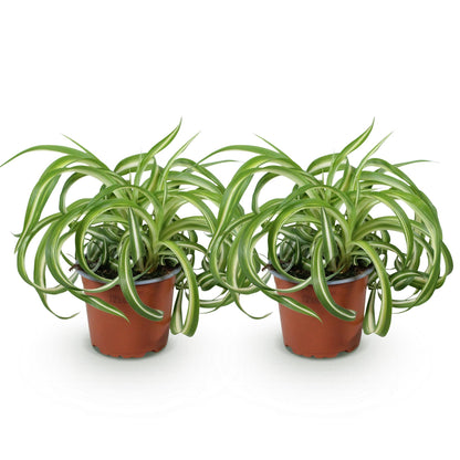 Deux Chlorophytum comosum Bonnie à feuilles vertes panachées de blanc et de forme ondulée, dans des pots de culture marron
