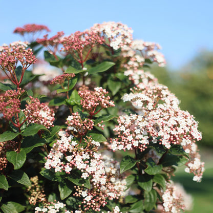 Viburnum tinus, gros plan sur ses petites fleurs blanc-rose et ses boutons floraux roses, avec une abeille butinant.