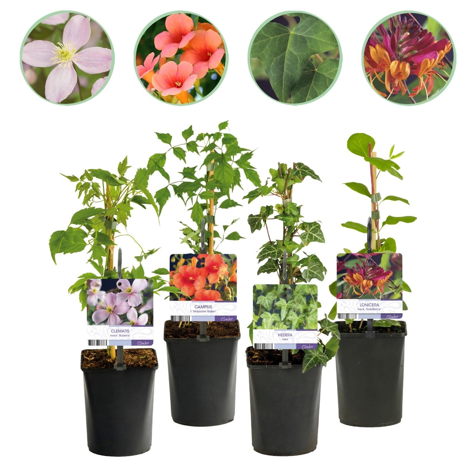 GreenboutiQ - Plantes grimpantes Rainbow : lot de 4 plantes en pot de 11cm, hauteur 40cm. Clematis montana Rubens, Campsis Madame Galen, Hed