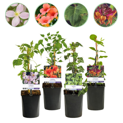 GreenboutiQ - Plantes grimpantes Rainbow : lot de 4 plantes en pot de 11cm, hauteur 40cm. Clematis montana Rubens, Campsis Madame Galen, Hed