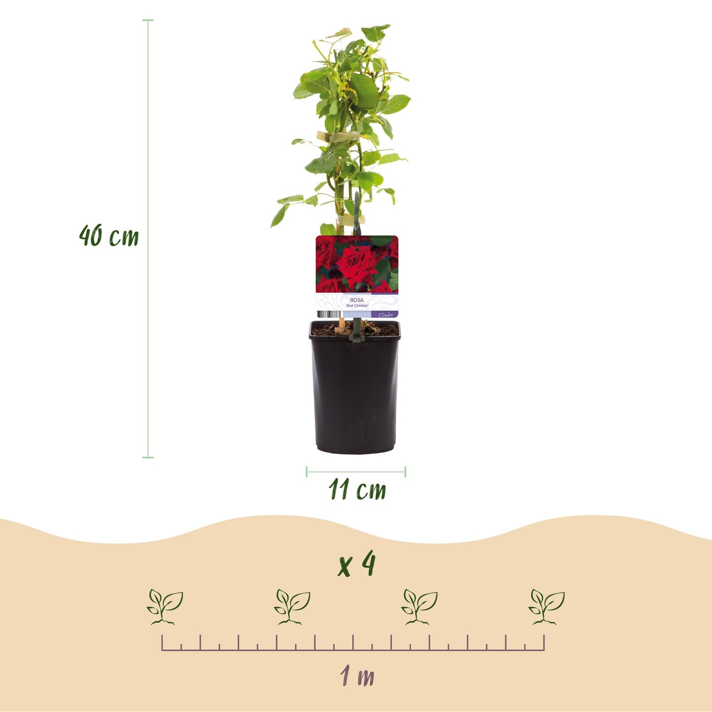 Rosa grimpante Red Climber : plant en pot de 11cm, hauteur 40cm. Schéma d'espacement de plantation : 4 plants pour 1 mètre.
