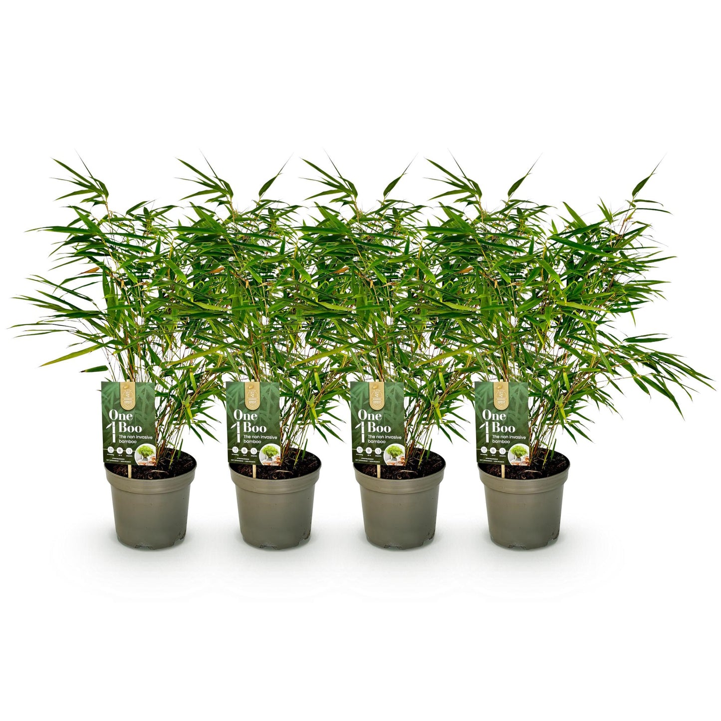 Bambou Fargesia rufa : 4 plants en pot avec étiquette 'One Boo' sur fond blanc, prêts à être plantés pour une haie.