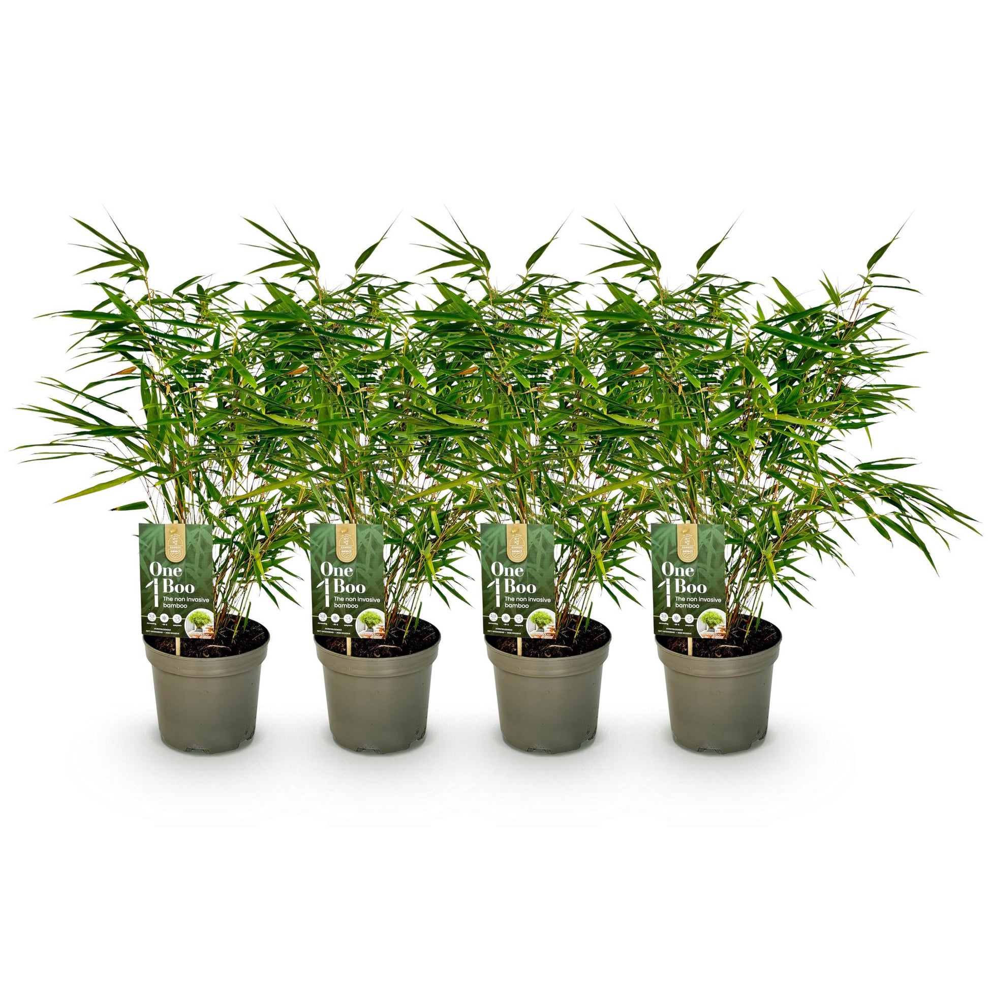 Bambou Fargesia rufa : 4 plants en pot avec étiquette 'One Boo' sur fond blanc, prêts à être plantés pour une haie.