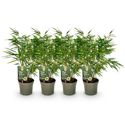 Bambou Fargesia rufa : 4 plants en pot avec étiquette 'One Boo' sur fond blanc, prêts à être plantés pour une haie.