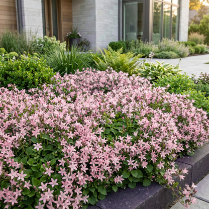 Campanula posch. Lisduggan Variety, cloche pêché, couvrant de sol rose pâle dans un jardin moderne près d'une maison.