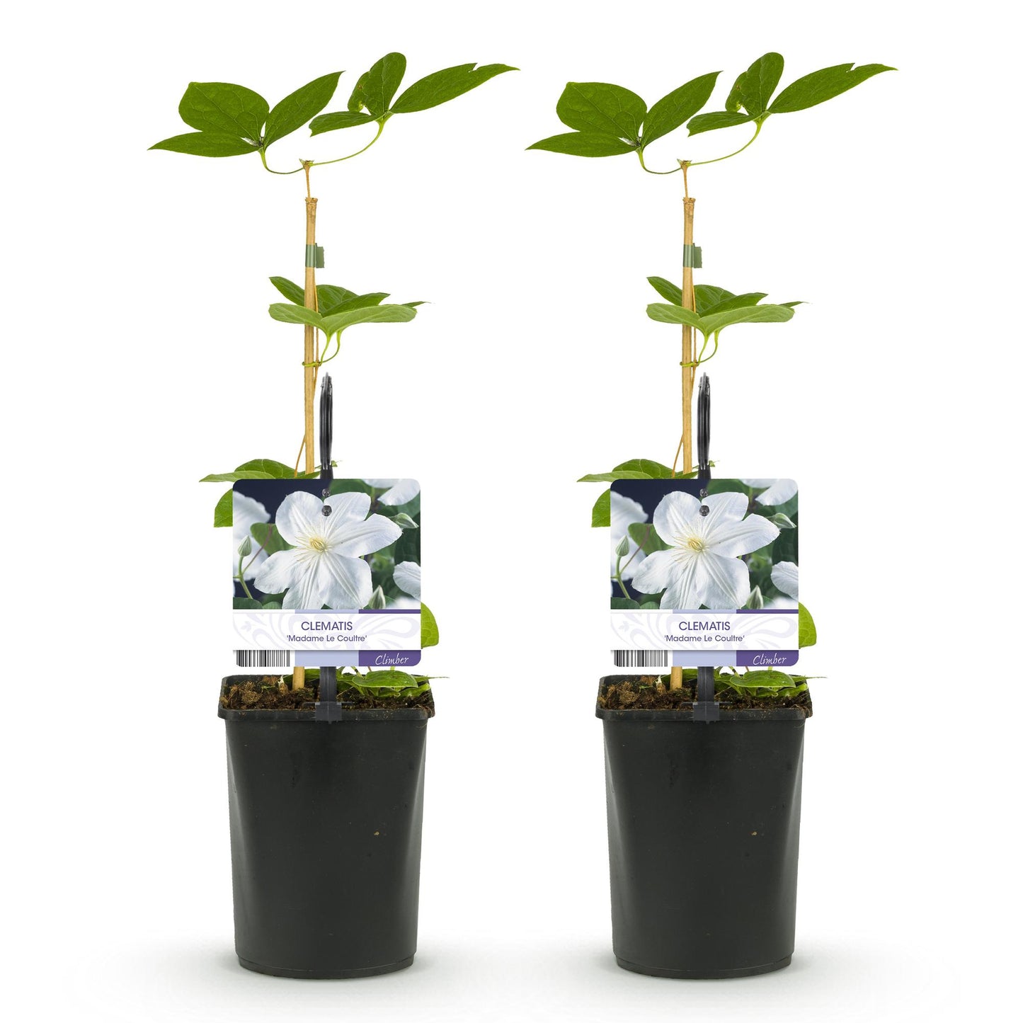 Clématite Madame Le Coultre. Lot de 2 plants de clématite à fleurs blanches dans leurs pots, prêts à être plantés.