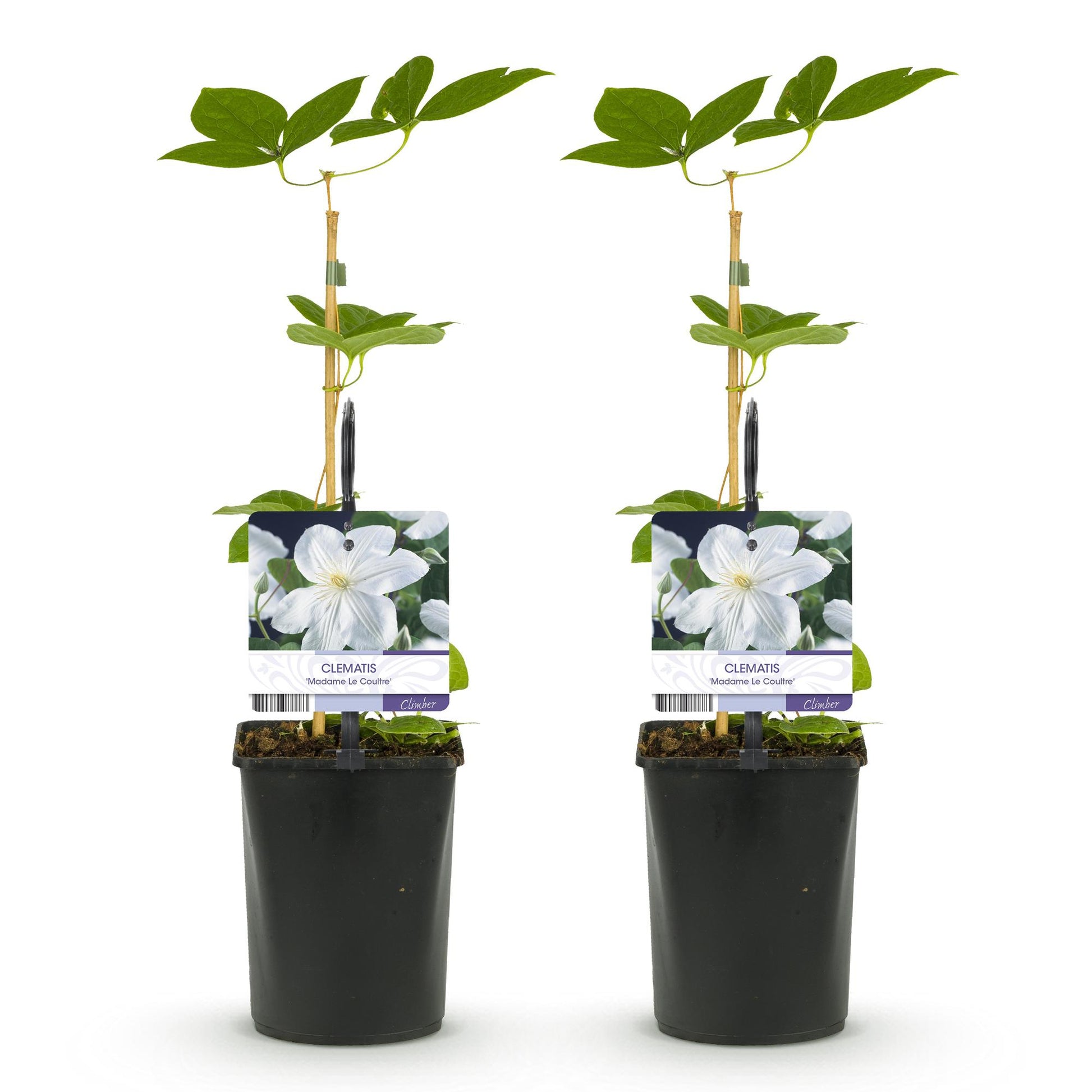 Clématite Madame Le Coultre. Lot de 2 plants de clématite à fleurs blanches dans leurs pots, prêts à être plantés.