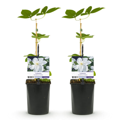 Clématite Madame Le Coultre. Lot de 2 plants de clématite à fleurs blanches dans leurs pots, prêts à être plantés.