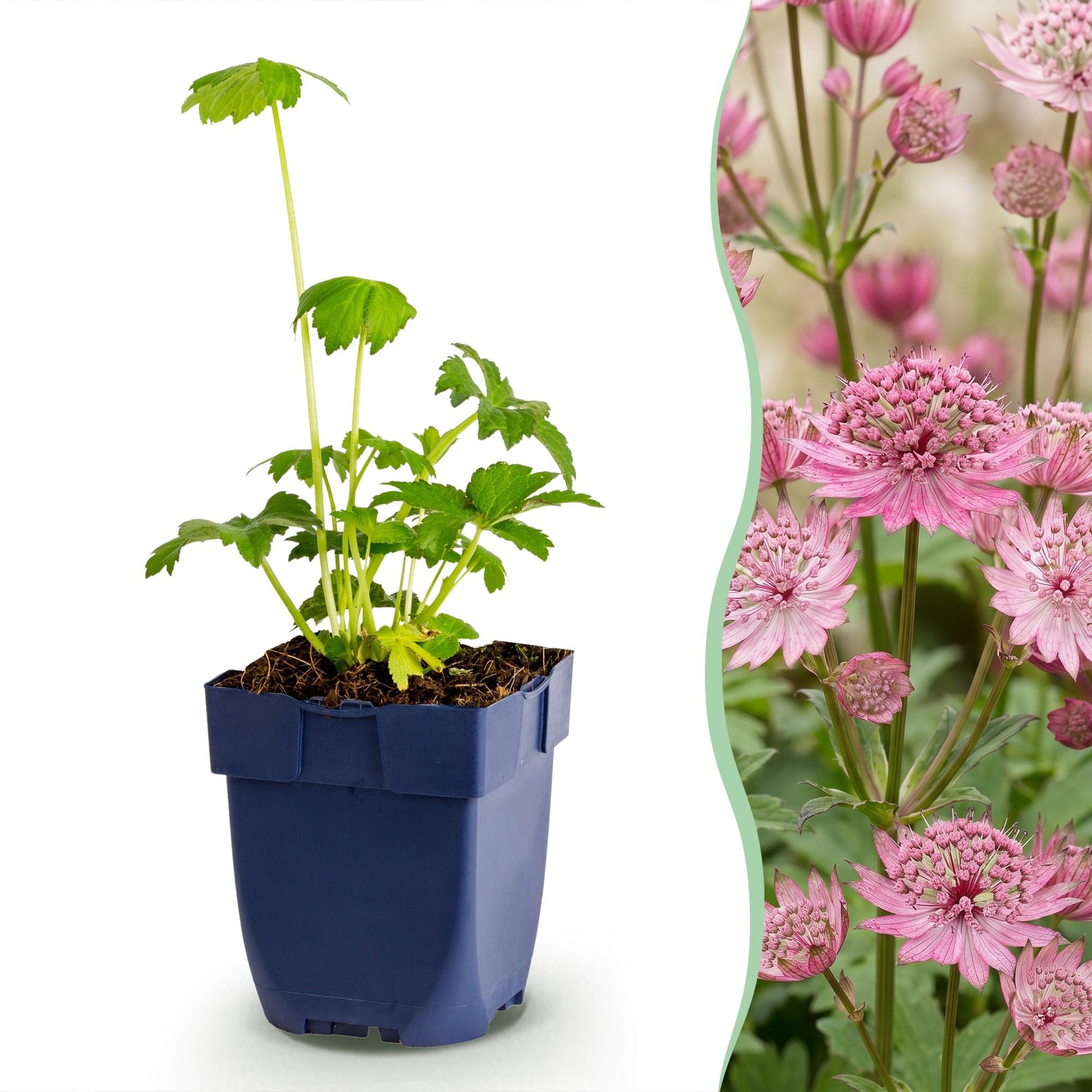 Astrantia major : pot de plante vivace à gauche, et à droite, des fleurs rose pâle en forme d'étoile avec un centre plus dense.