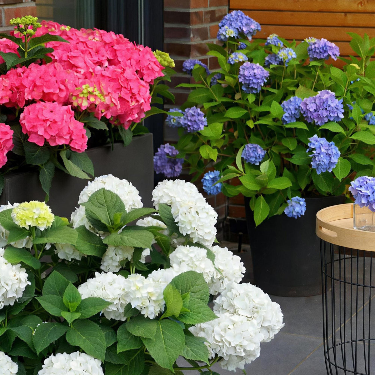 Lot de 3 hortensias Endless Summer en pot de 14 cm, boules de fleurs bleues, roses et blanches
