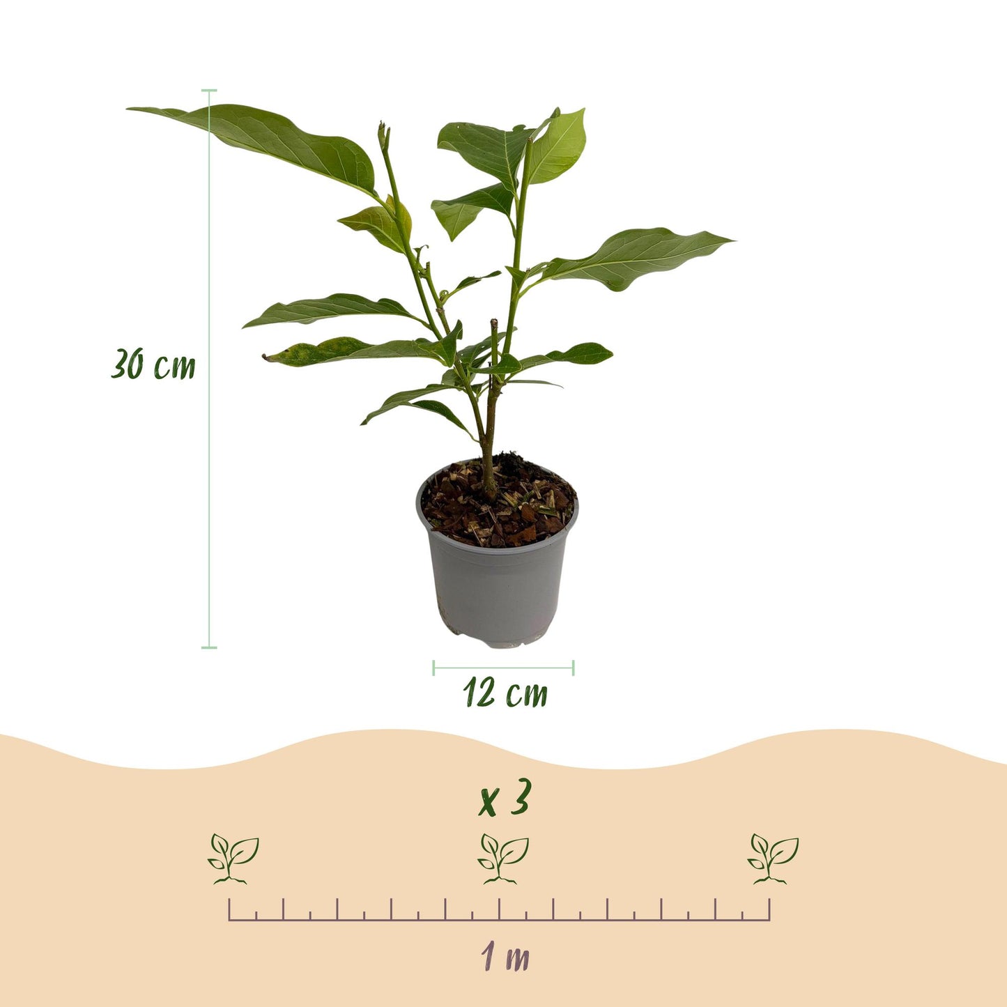 Magnolia Betty en pot de 12 cm, 30 cm de hauteur, avec une infographie montrant l'espacement de plantation recommandé (x3 plants par mètre l