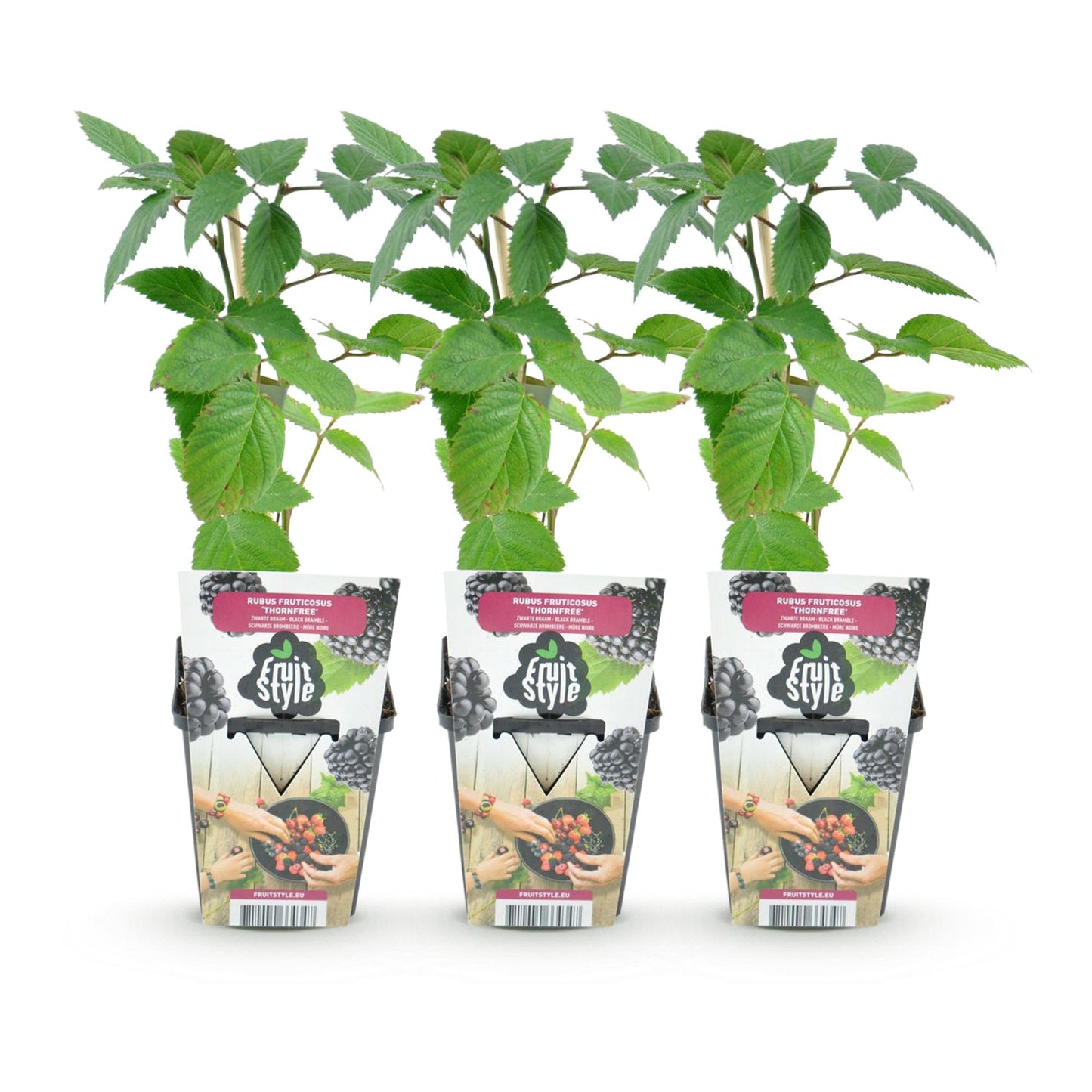 Ronce sans épines Rubus Thornfree : trois jeunes plants en pot de 9cm avec des étiquettes présentant des mûres, sur fond blanc.